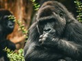 Почему обезьяны лучше справляются с конфликтами, чем люди Почему обезьяны лучше справляются с конфликтами, чем люди