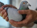 Как любители голубей помогают ученым понять болезни легких
