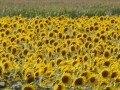 Россия снова перекрывает Украине экспорт зерна через Чёрное море: под ударом новый урожай и мировая продовольственная безопасность Россия снова перекрывает Украине экспорт зерна через Чёрное море: под ударом новый урожай и мировая продовольственная безопасность