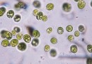 Прудовые водоросли привели к Нобелевской премии и новому способу изучать мозг