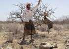 В регионе Большого Рога Африки назревает многослойный кризис на фоне конфликтов, цен, климата и болезней В регионе Большого Рога Африки назревает многослойный кризис на фоне конфликтов, цен, климата и болезней