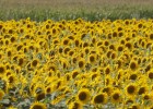 Россия снова перекрывает Украине экспорт зерна через Чёрное море: под ударом новый урожай и мировая продовольственная безопасность Россия снова перекрывает Украине экспорт зерна через Чёрное море: под ударом новый урожай и мировая продовольственная безопасность