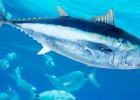 Люди добывают тунца уже 44 000 лет: что показало новое исследование