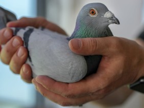 Как любители голубей помогают ученым понять болезни легких