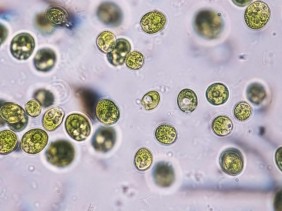 Прудовые водоросли привели к Нобелевской премии и новому способу изучать мозг