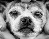 Почему пожилые собаки могут научить исследователей болезни Альцгеймера новым подходам