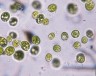 Прудовые водоросли привели к Нобелевской премии и новому способу изучать мозг